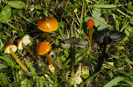 Schwärzender Saftling (Hygrocybe conica) - © Heinz Prelicz Schwärzender Saftling (Hygrocybe conica) - © Heinz Prelicz